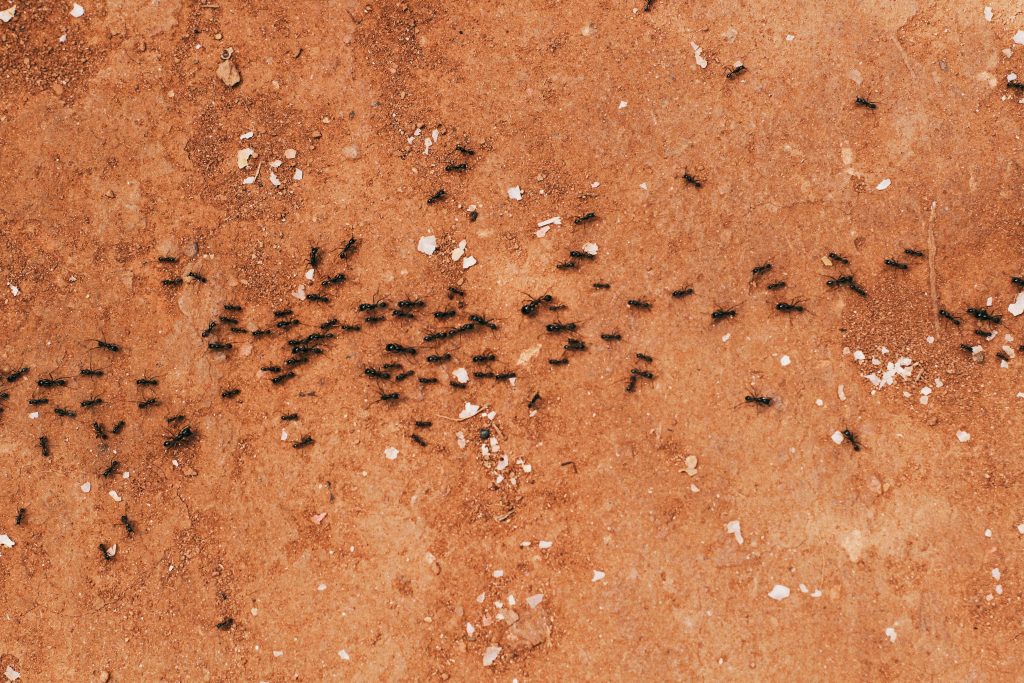 ant treatment