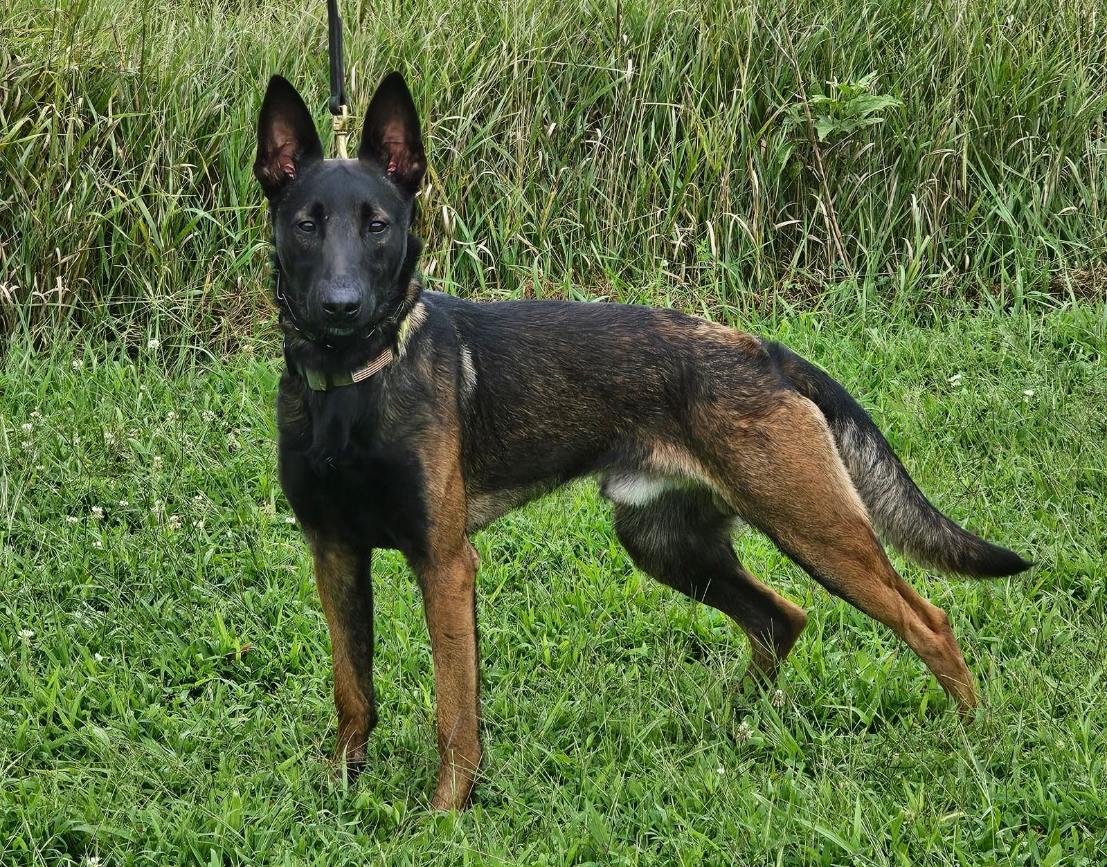 Bed bug detection dog from Choice Pest Solutions standing in a grassy field